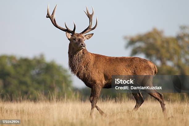 Red Deer Foto de stock y más banco de imágenes de Ciervo rojizo - Ciervo rojizo, Ciervo venado, Aire libre