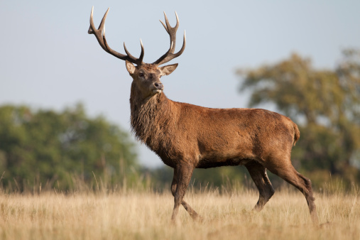 Red Deer(Cervus elaphus)