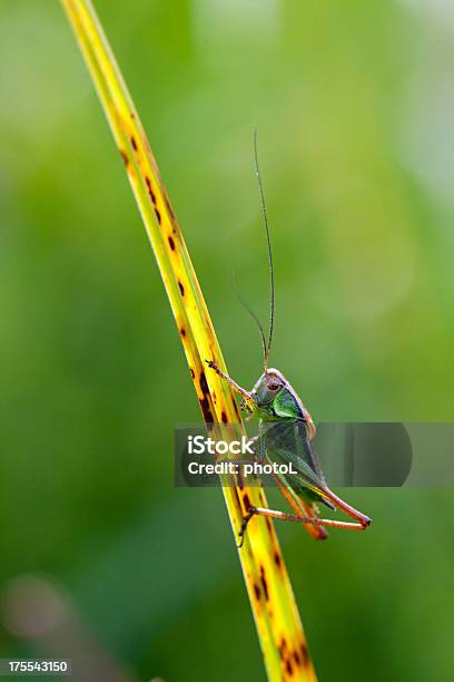 Photo libre de droit de Sauterelle banque d'images et plus d'images libres de droit de Grillon - Insecte - Grillon - Insecte, Vertical, Animal invertébré