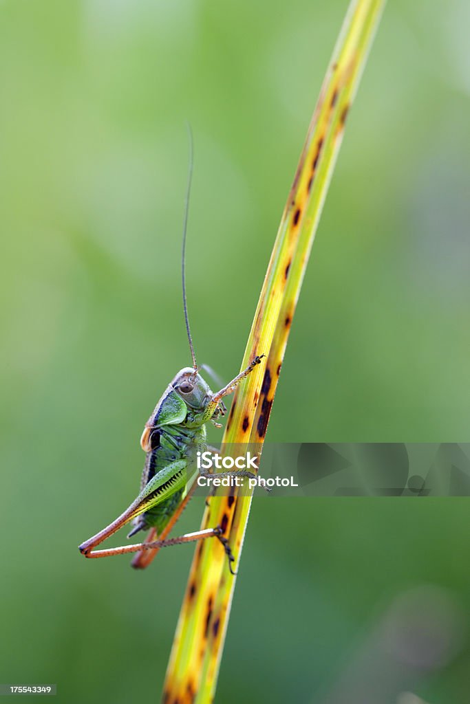 Grasshopper em uma folha de grama - Foto de stock de Animal royalty-free