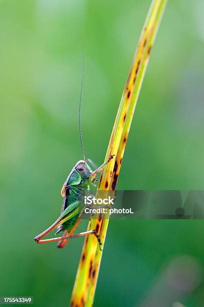 Foto de Grasshopper Em Uma Folha De Grama e mais fotos de stock de Animal - Animal, Animal selvagem, Antena - Parte do corpo animal