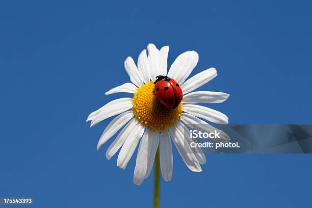 Foto de Camomila E Joaninha e mais fotos de stock de Acordo - Acordo, Azul, Beleza natural - Natureza