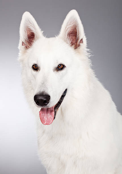 istock Portrait of a White Shepherd 175543427