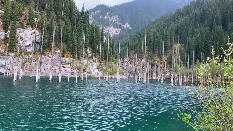 Lake Kaindy sunken spruce forest in Kazakhstan, Almaty. Blue lake is in the middle of the mountains of Kolsai natural park on the South of KZ.