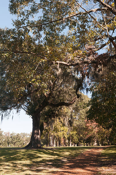 istock Old trees on plantation in Southern USA 175543547