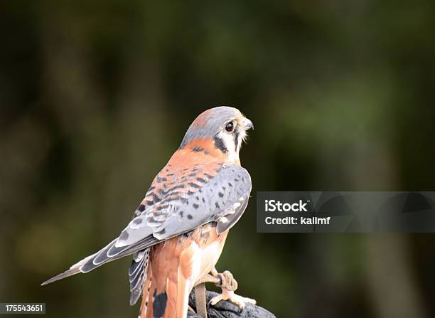 American Kestrel Stock Photo - Download Image Now - Animal, Animal Wildlife, Animals In Captivity