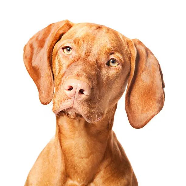 A dog of the type: Magyar Vizslahttp://bit.ly/16Cq4VM