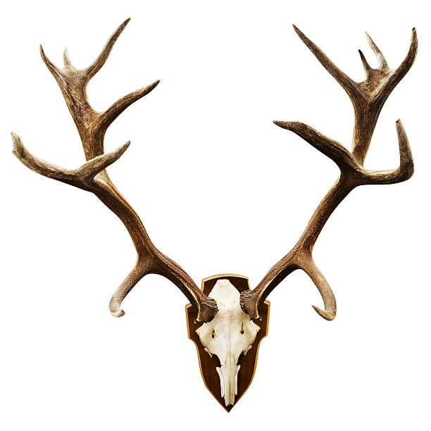 istock Antlers on a white wall - CLIPPING PATH included 175543951