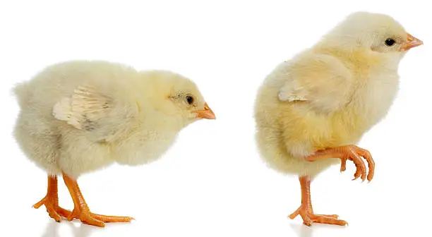 "Two yellow chicks, one day old, standing in silhouette isolated on white background."