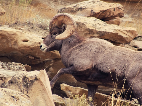 A rare sighting of a bighorn sheep in the Great Basin Desert.Some motion blur from panning in this image.