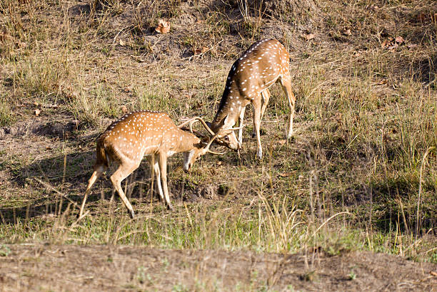 istock Chital in Bandhavgarh NP, India 175544258