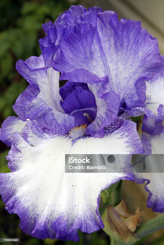 Iris Beauty In Nature Stock Photo