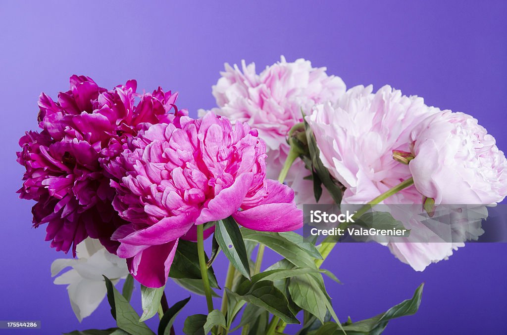 Bouquet of mixed pink peonies on purple. Horizontal studio shot on purple of mixed bunch of pink peonies. Beauty Stock Photo