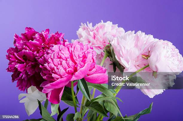 Bouquet Of Mixed Pink Peonies On Purple Stock Photo - Download Image Now - Beauty, Beauty In Nature, Blossom