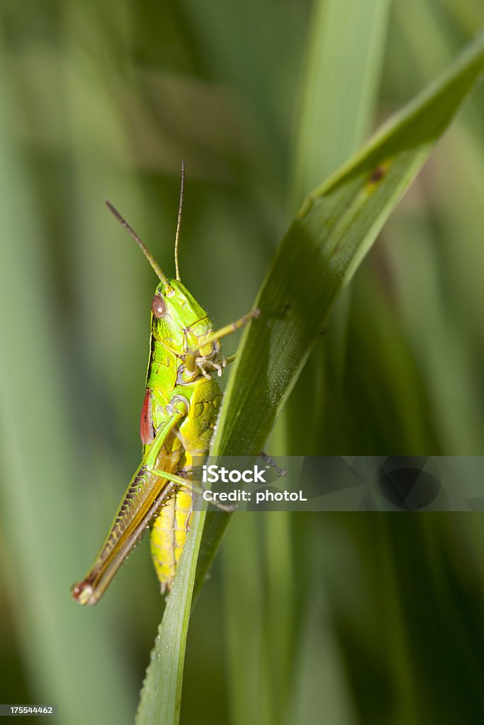 Cavalletta su una foglia - Foto stock royalty-free di Ambientazione esterna