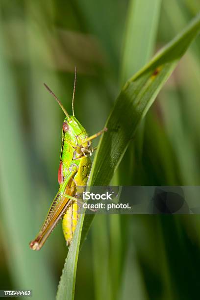 Cavalletta Su Una Foglia - Fotografie stock e altre immagini di Ambientazione esterna - Ambientazione esterna, Animale, Animale nocivo