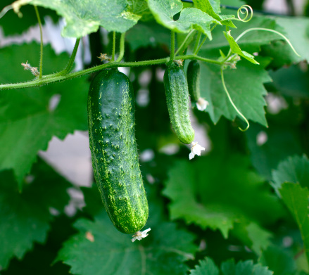 Cucumbers in the garden