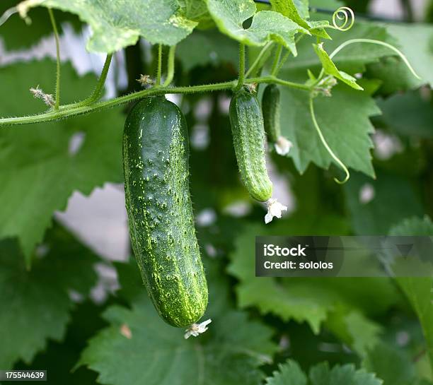 Cucumbers Stock Photo - Download Image Now - Cucumber, Plant, Vine - Plant