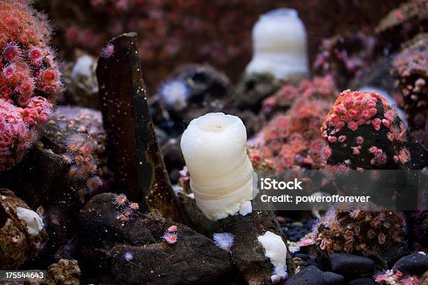 White Federkleidern Seeanemone Stockfoto und mehr Bilder von Bildschärfe - Bildschärfe, Einzelnes Tier, Farbbild