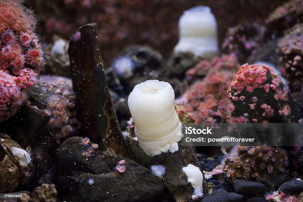 Белый Basiliscus Морской анемон - Стоковые фото Plumose Anemone роялти-фри