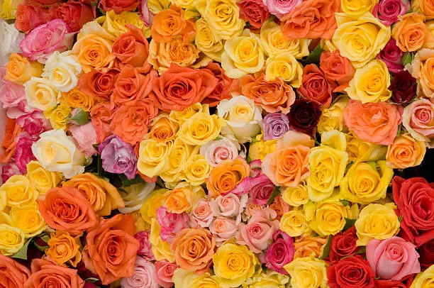 Many colorful roses