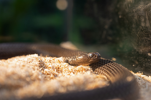 Close-up of a Indochinese spitting cobra entering the molting stage. The snake's eyes were cloudy because it was entering the molting stage.