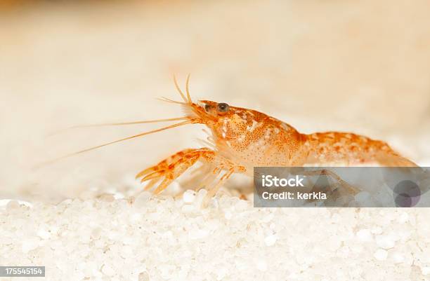 Macro Of Orange Cangrejo Cambarellus Patzcuarensis Foto de stock y más banco de imágenes de Acuario - Equipo para animales domésticos