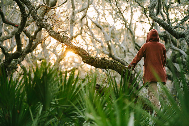 solitaire femme marchant sur branche sur grand arbre au coucher du soleil - cumberland island photos et images de collection