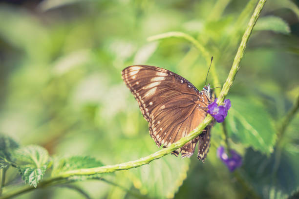 Blue Moon Butterfly in Garden Feeding on Purple Flower Nectar with Selective Focus