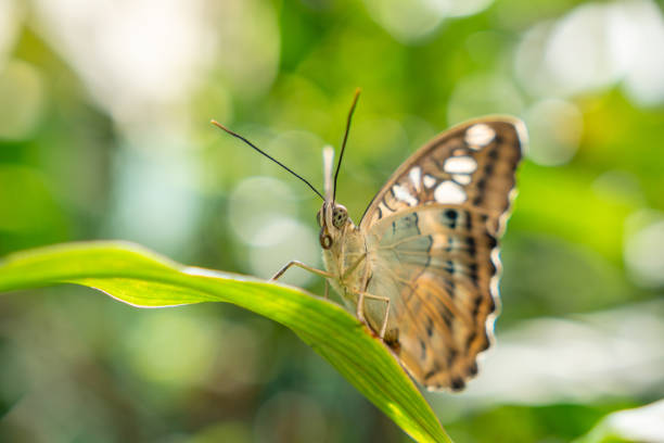 mariposa cortadora de hojas - parthenos fotografías e imágenes de stock