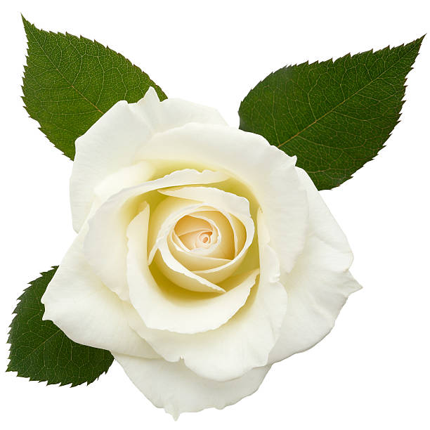 인명별 장미/클리핑 경로를 - single flower close up flower head rose 뉴스 사진 이미지