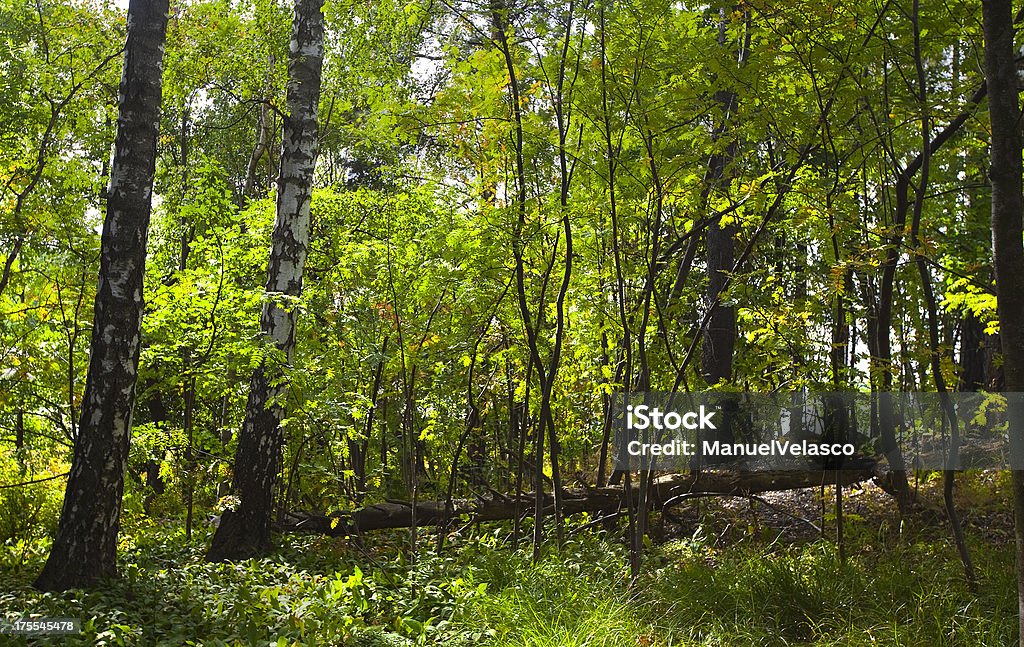 Árbol caído - Foto de stock de Aire libre libre de derechos