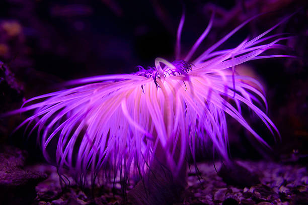 istock Purple sea corals 175545511