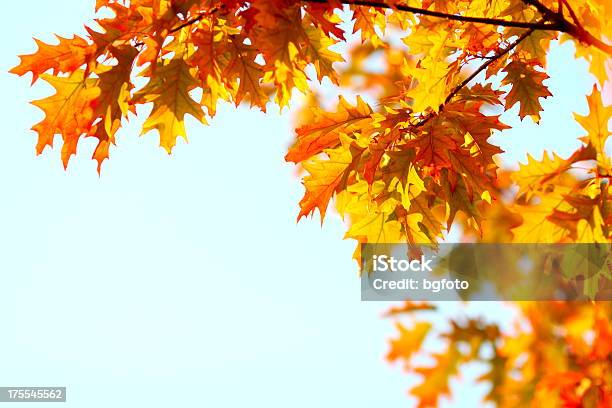 Herbstszenen Stockfoto und mehr Bilder von Blatt - Pflanzenbestandteile - Blatt - Pflanzenbestandteile, Blauer Hintergrund, Gelb