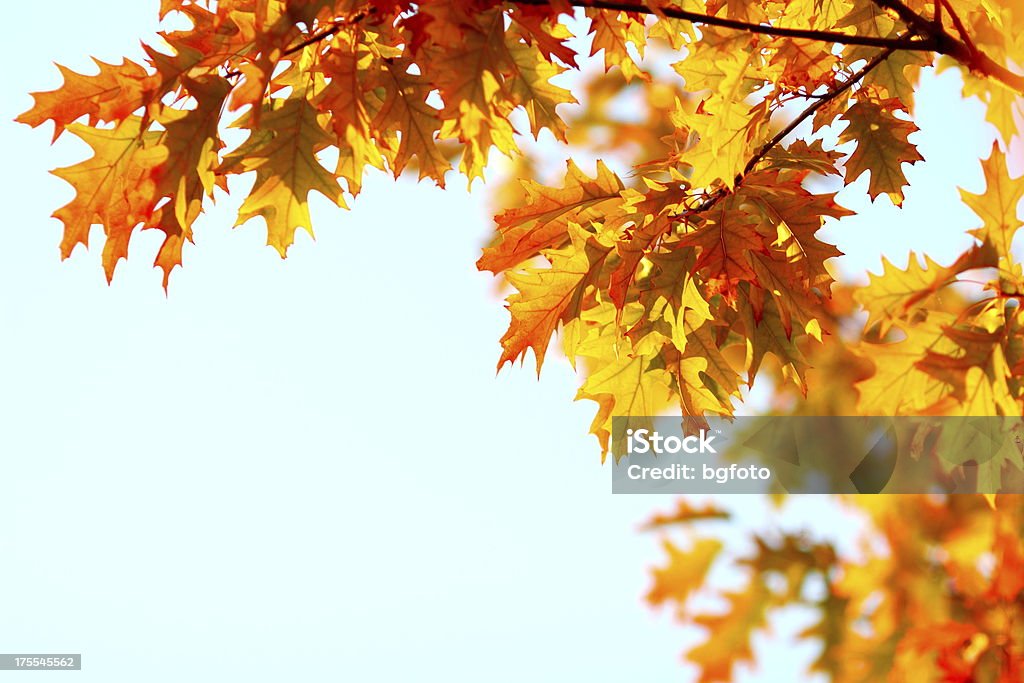단풍 - 로열티 프리 가을 스톡 사진