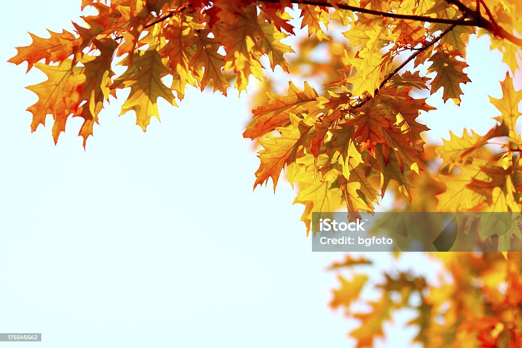 Folhas de Outono - Foto de stock de Amarelo royalty-free