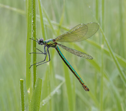 The blue dasher (Pachydiplax longipennis),dragonfly sitting on the water lily leaf