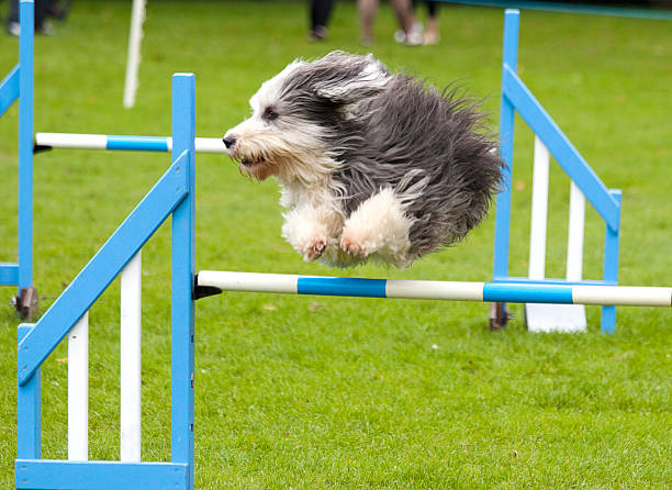 istock English Sheepdog at a Dog Agility Course 175545662