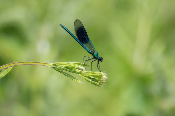 istock Banded Demoiselle Damselfly 1755457974