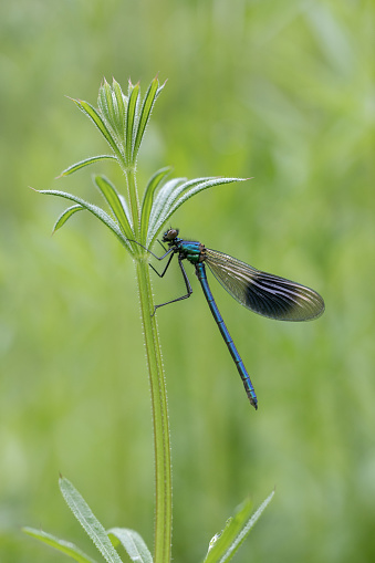 A   Large metallic damselfly with fluttering, butterfly-like wings resting in foliage