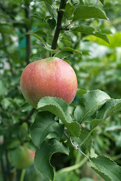 albero di apple - jonathan apple foto e immagini stock