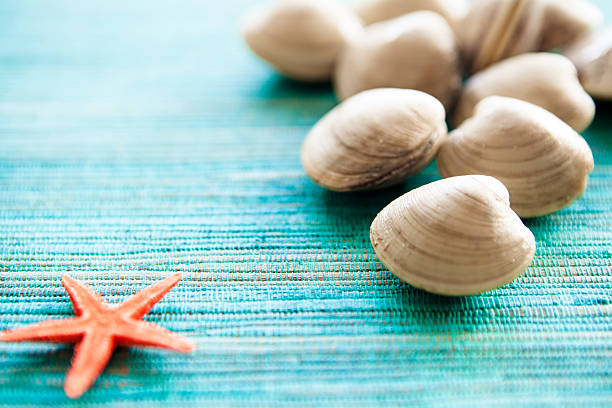Close Clam Shell 540+ Closed Clam Shell Stock Photos, Pictures & Royalty-Free Images ...