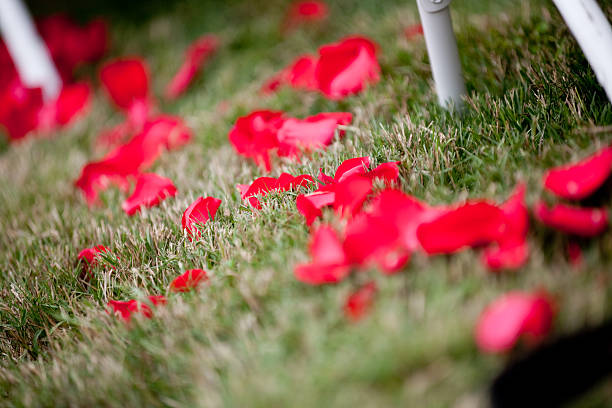 istock Rose Petals Laying On The Isle Grass During Wedding Ceremony 175546005