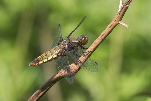 A Broad-bodied Chaser Dragonfly at rest in sunlight with wings open.