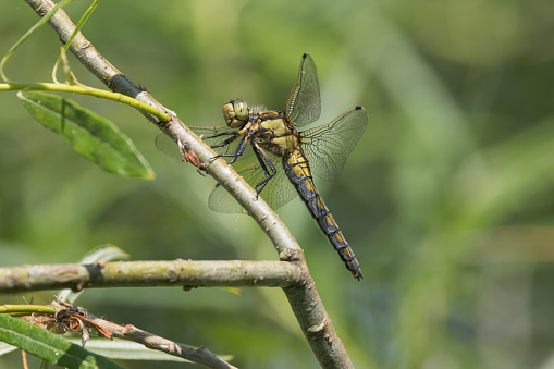 A female Black-tailed Skimmer resting on a tree branch