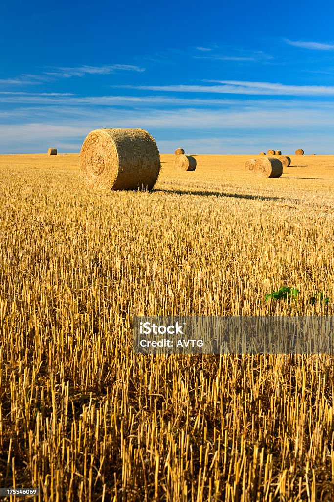 Bale colheita de palha no campo sob o céu azul a Barba Rala - Foto de stock de Campo royalty-free