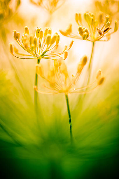 花のフィールド - nature flower macro summer ストックフォトと画像