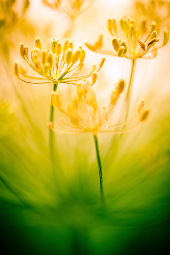 marigold flower background. extreme macro image.
