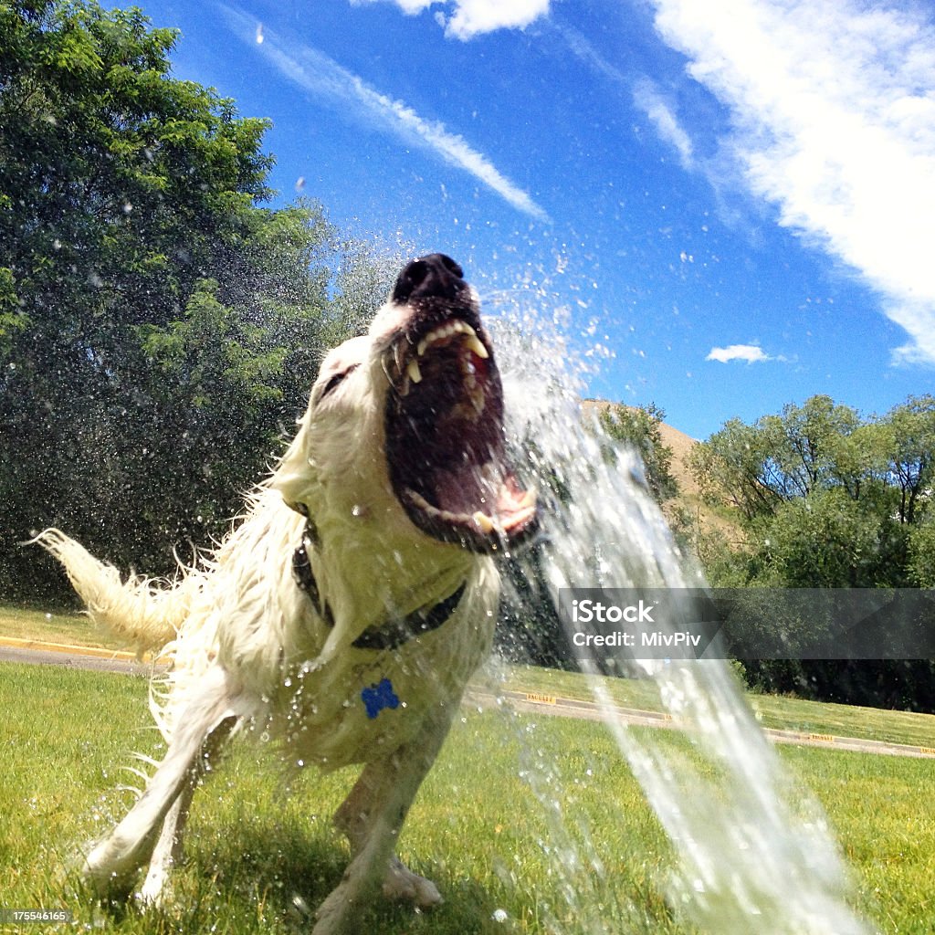 Hund spielen in der Sprinkleranlage - Lizenzfrei Aggression Stock-Foto