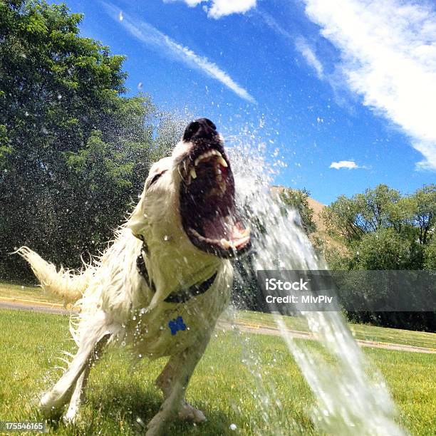 Hund Spielen In Der Sprinkleranlage Stockfoto und mehr Bilder von Aggression - Aggression, Aufnahme von unten, Border-Collie